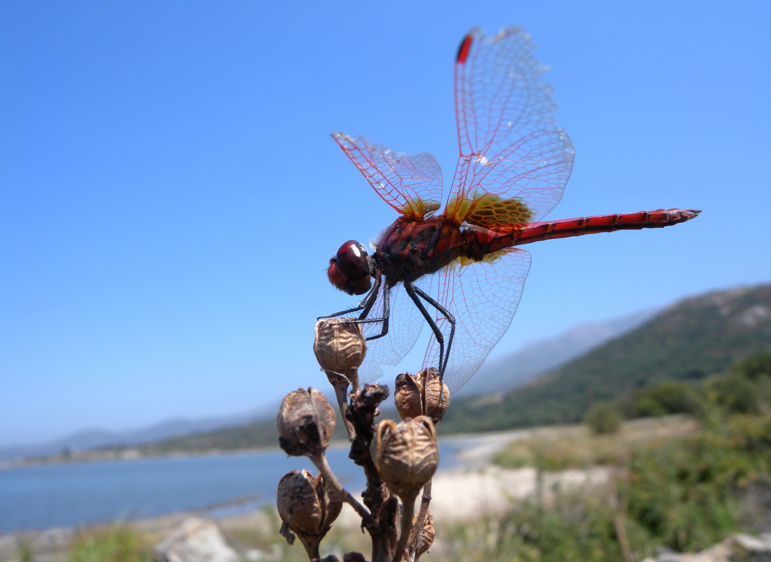 Rossa da identificare(Trithemis cfr.annulata?)
